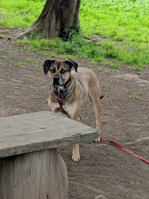 McLaren Park Dog Play Area 2 5