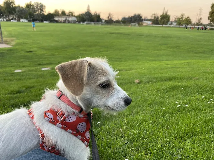 Greer Dog Park 1