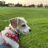 Greer Dog Park ico