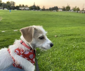 Greer Dog Park