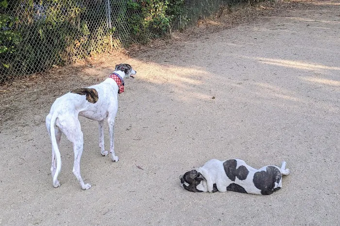 Greer Dog Park 7