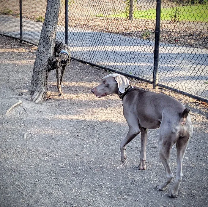 Greer Dog Park 4