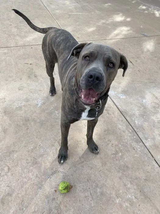 Whisman Dog Park 1