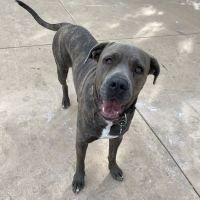 Whisman Dog Park ico