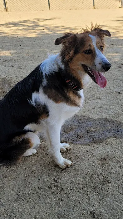 Dog Park | Fair Oaks 2