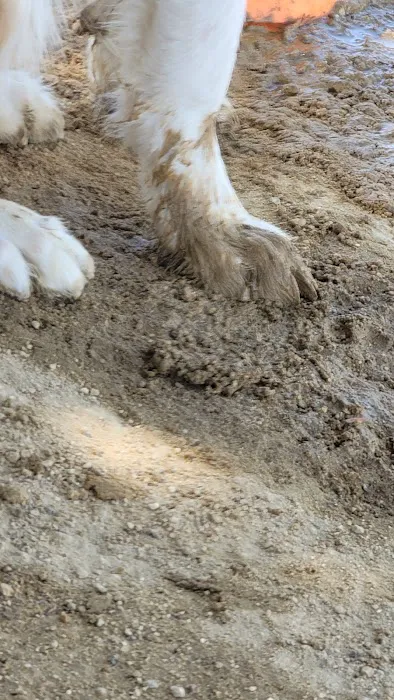 Dog Park | Fair Oaks 9