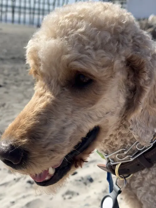 Dog Park | Fair Oaks 8