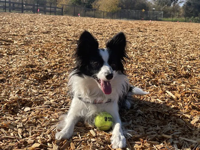 Bruzzone Dog Park 7