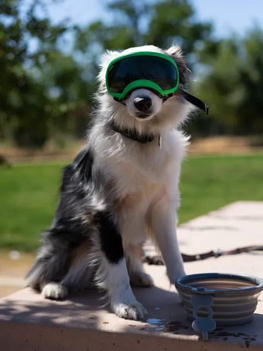 Watson Dog Park 1
