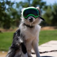 Watson Dog Park ico