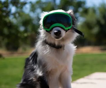 Watson Dog Park