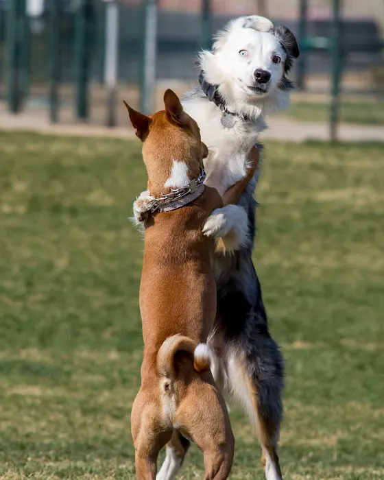 Watson Dog Park 2