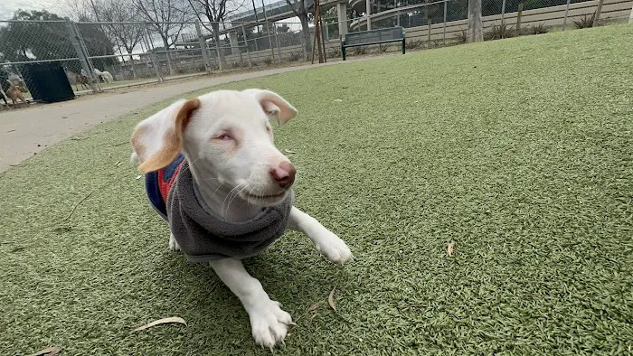 Reed Street Dog Park 6