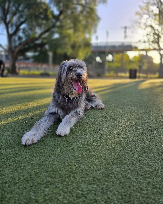 Reed Street Dog Park 4