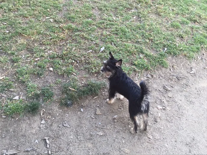 Reed Street Dog Park 5