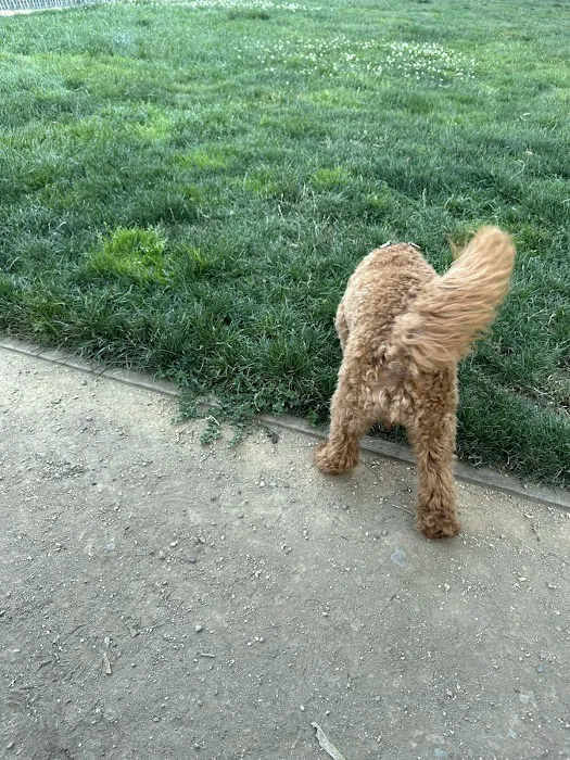 Larry J Marsalli Dog Park 2
