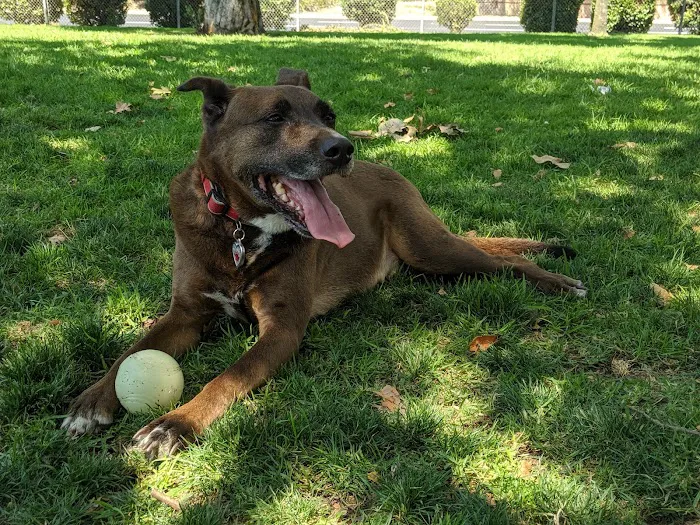 Larry J Marsalli Dog Park 7