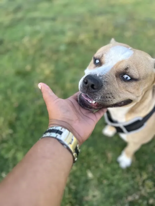 Larry J Marsalli Dog Park 3