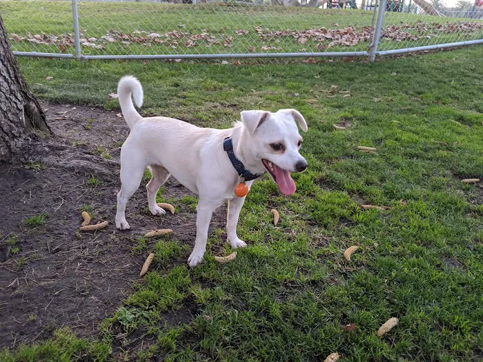 Larry J Marsalli Dog Park 9