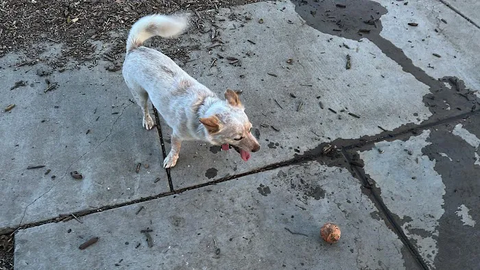 Olinder Dog Park 1