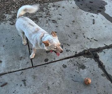 Olinder Dog Park