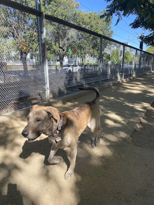 Discovery Dog Park 7