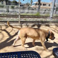Discovery Dog Park ico