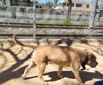 Discovery Dog Park