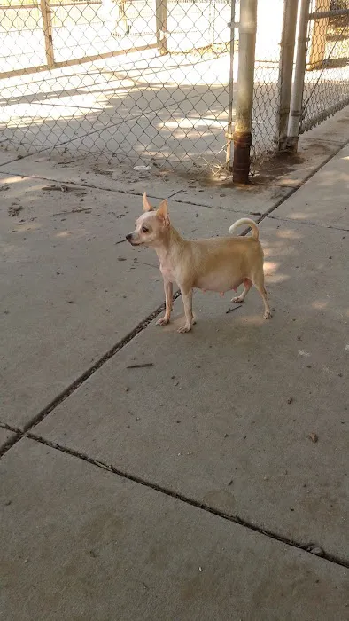 Discovery Dog Park 5