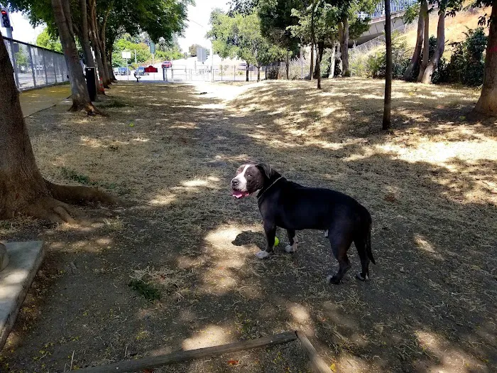 Discovery Dog Park 4