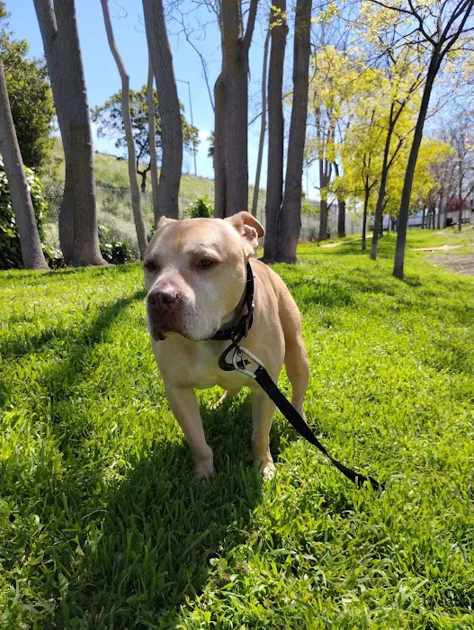 Discovery Dog Park 3