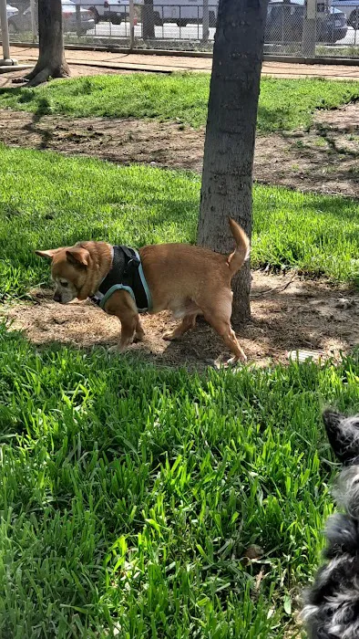 Discovery Dog Park 2