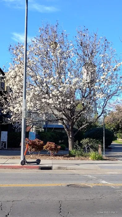 Del Monte Dog Park 2