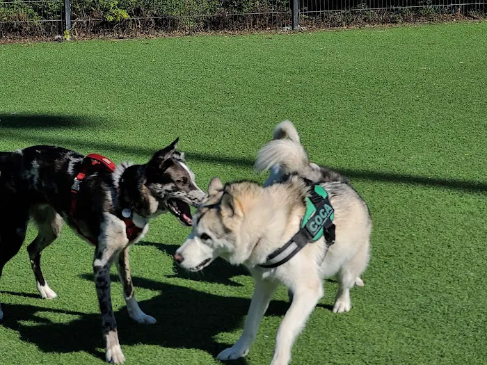 Del Monte Dog Park 8