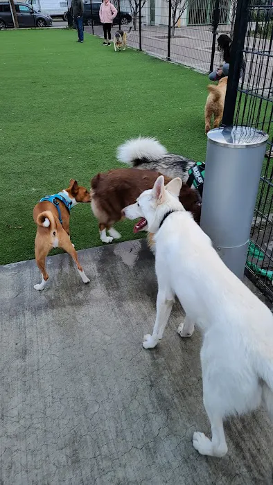Del Monte Dog Park 4