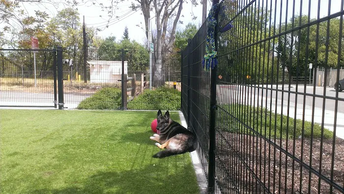 Del Monte Dog Park 3