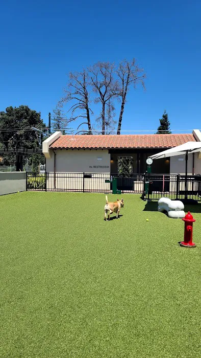Springline - The Glade (Dog Park) 7