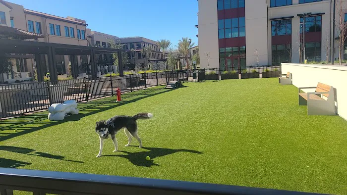 Springline - The Glade (Dog Park) 2