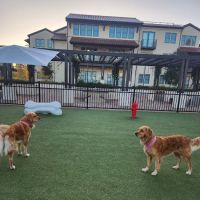 Springline - The Glade (Dog Park) ico
