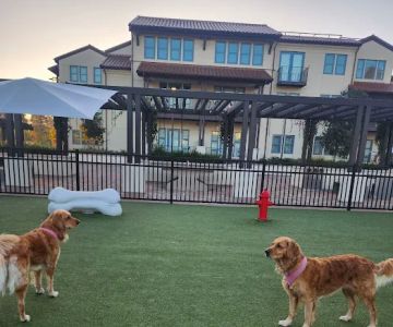Springline - The Glade (Dog Park)