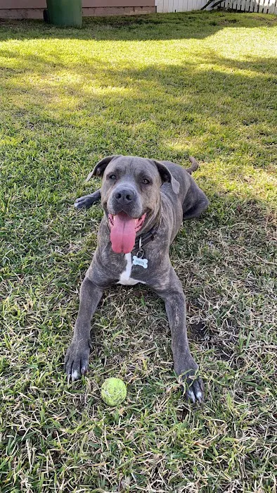 Fenced Dog Park | Rengstorff Park 2