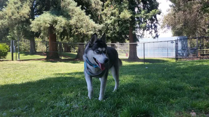 Fenced Dog Park | Rengstorff Park 6