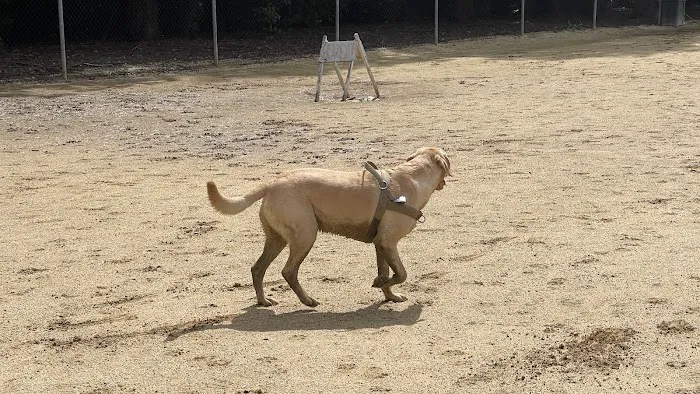 Dog Park | Las Palmas 9