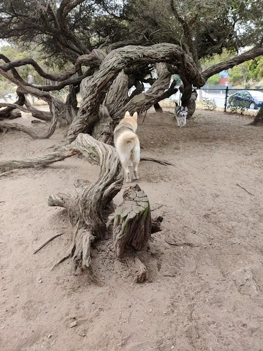 Brotherhood & Alemany Dog Play Area 10