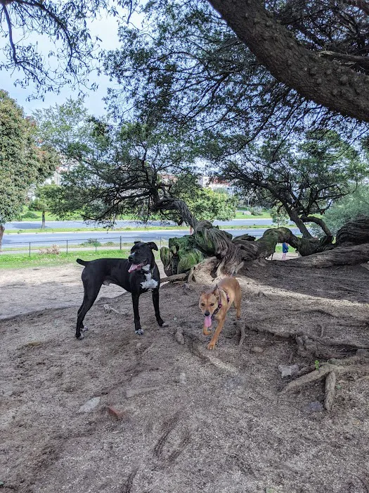 Brotherhood & Alemany Dog Play Area 1
