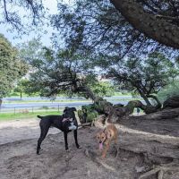 Brotherhood & Alemany Dog Play Area ico