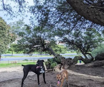 Brotherhood & Alemany Dog Play Area