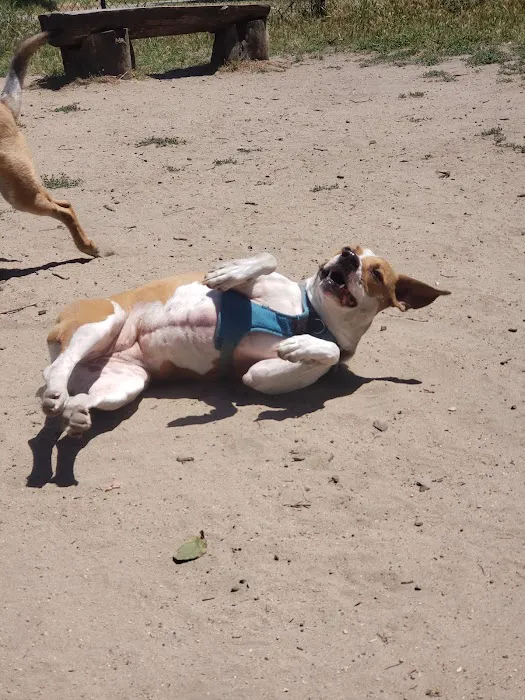 Brotherhood & Alemany Dog Play Area 7