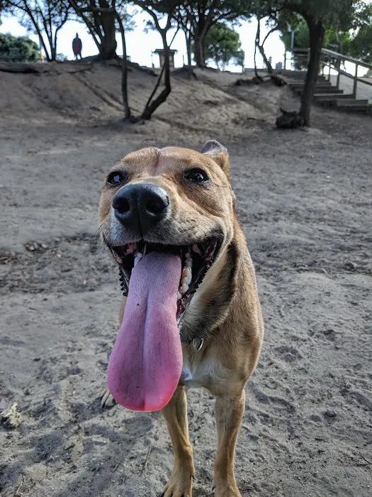 Brotherhood & Alemany Dog Play Area 2