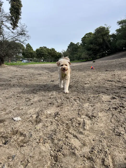 Brotherhood & Alemany Dog Play Area 9